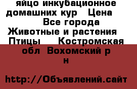 яйцо инкубационное домашних кур › Цена ­ 25 - Все города Животные и растения » Птицы   . Костромская обл.,Вохомский р-н